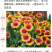 天人菊种子春秋易活多年生耐寒花种四季开室外庭院虎皮菊花