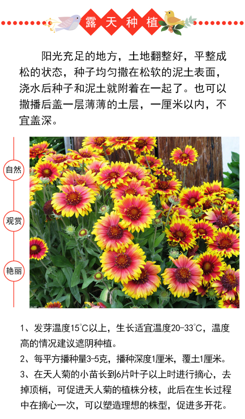 天人菊种子春秋易活多年生耐寒花种四季开室外庭院虎皮菊花