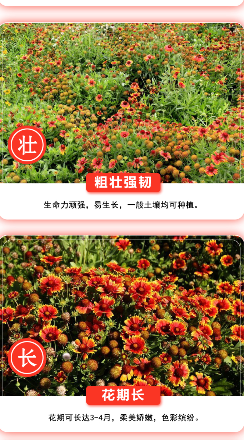 天人菊种子春秋易活多年生耐寒花种四季开室外庭院虎皮菊花