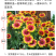 天人菊种子春秋易活多年生耐寒花种四季开室外庭院虎皮菊花