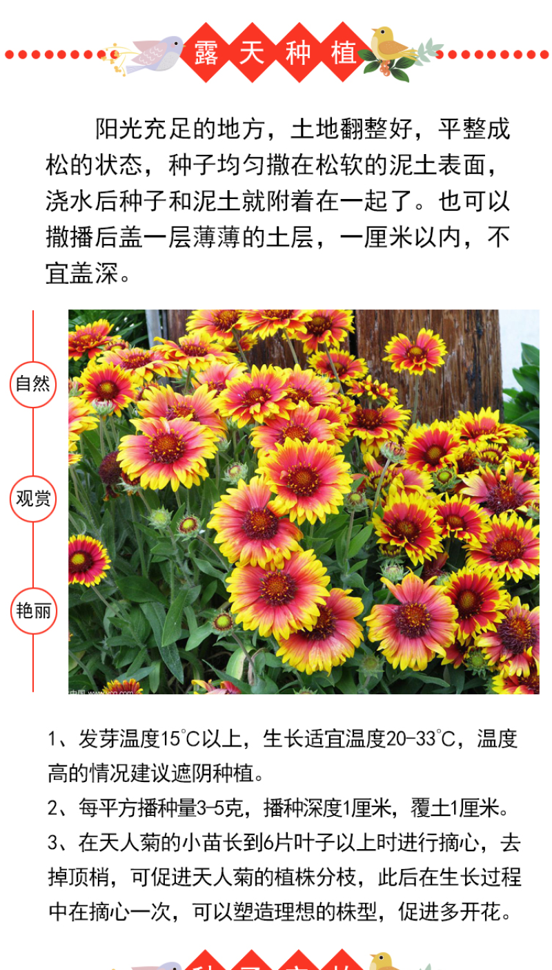 天人菊种子春秋易活多年生耐寒花种四季开室外庭院虎皮菊花
