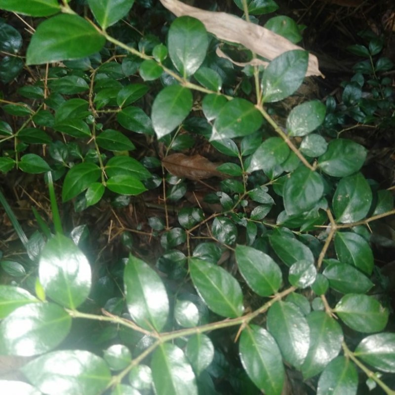 绣花针，黄脚鸡。