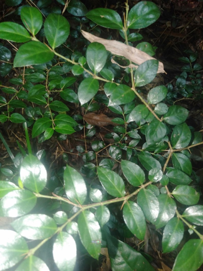 绣花针，黄脚鸡。