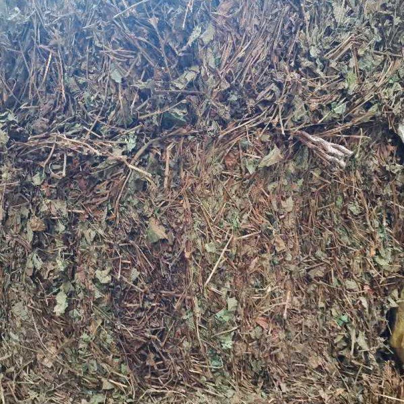 鱼腥草