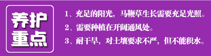 柳叶马鞭草种子四季种植多年生花卉庭院景观园林花海种子