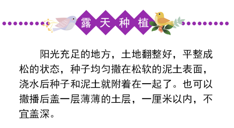柳叶马鞭草种子四季种植多年生花卉庭院景观园林花海种子