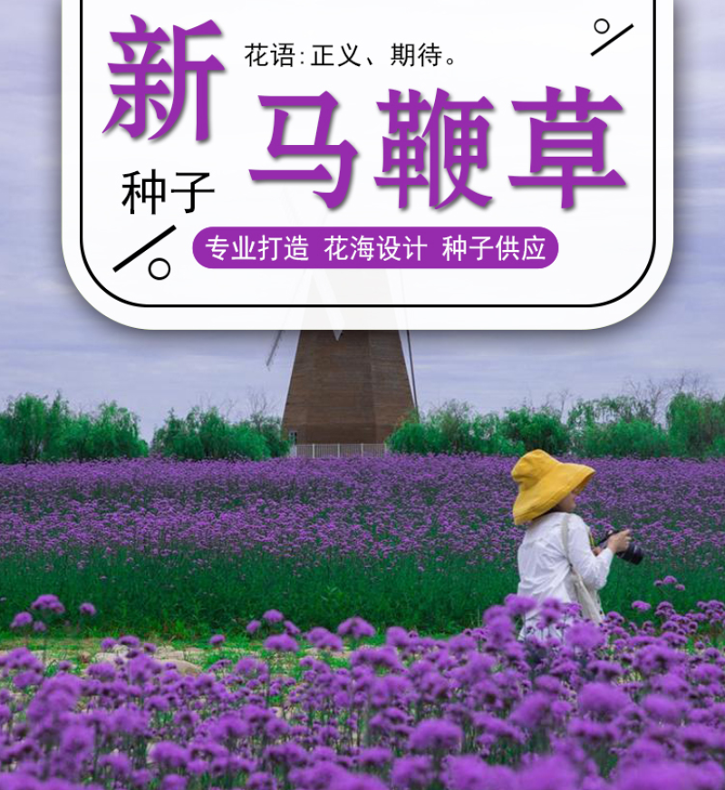 柳叶马鞭草种子四季种植多年生花卉庭院景观园林花海种子