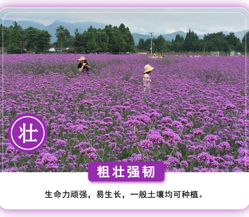 柳叶马鞭草种子四季种植多年生花卉庭院景观园林花海种子