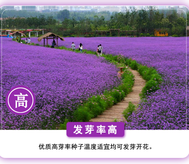 柳叶马鞭草种子四季种植多年生花卉庭院景观园林花海种子