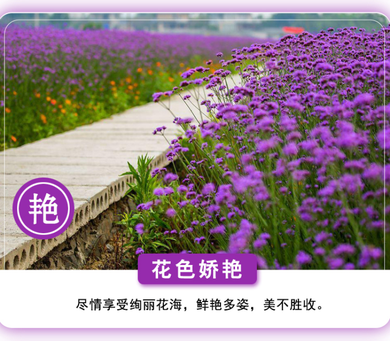 柳叶马鞭草种子四季种植多年生花卉庭院景观园林花海种子