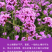 柳叶马鞭草种子四季种植多年生花卉庭院景观园林花海种子