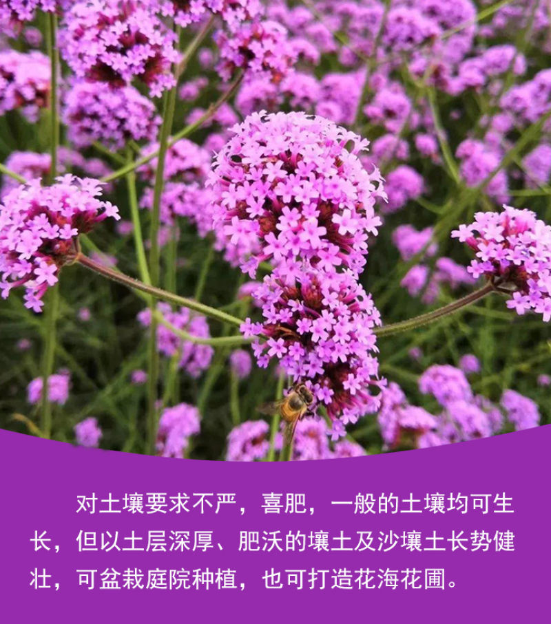 柳叶马鞭草种子四季种植多年生花卉庭院景观园林花海种子