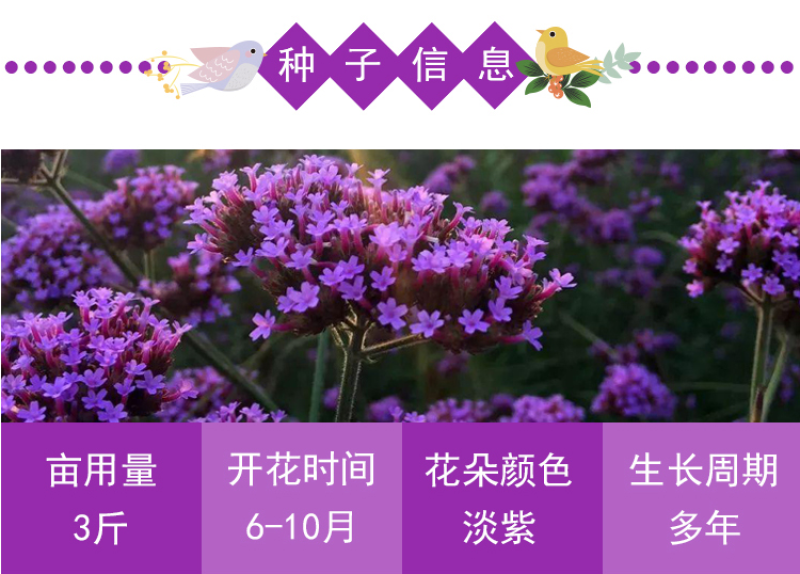 柳叶马鞭草种子四季种植多年生花卉庭院景观园林花海种子