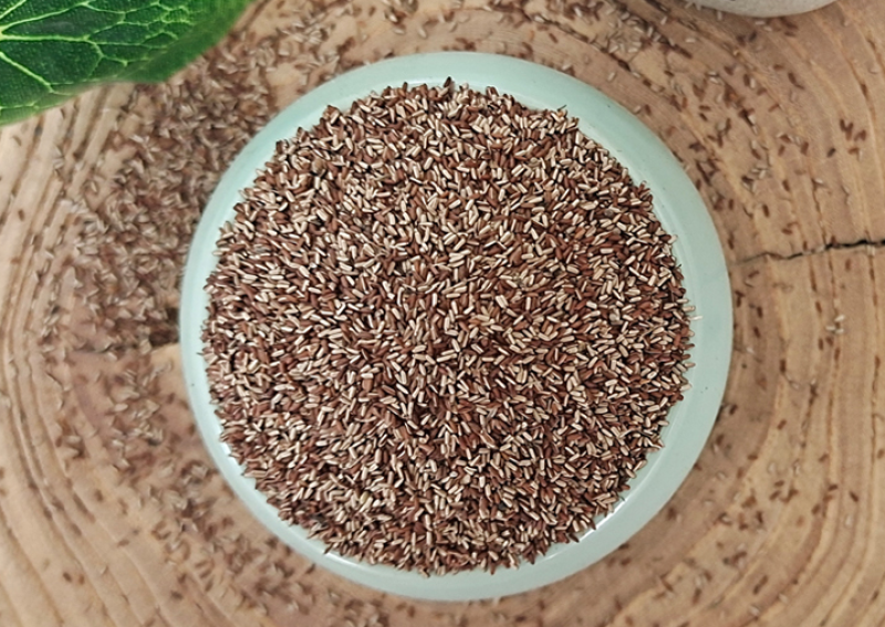 柳叶马鞭草种子四季种植多年生花卉庭院景观园林花海种子