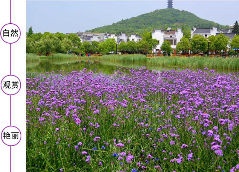 柳叶马鞭草种子四季种植多年生花卉庭院景观园林花海种子