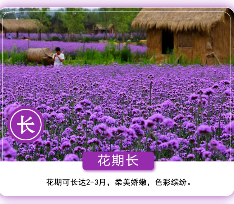 柳叶马鞭草种子四季种植多年生花卉庭院景观园林花海种子