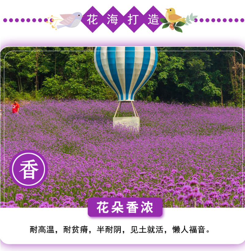 柳叶马鞭草种子四季种植多年生花卉庭院景观园林花海种子