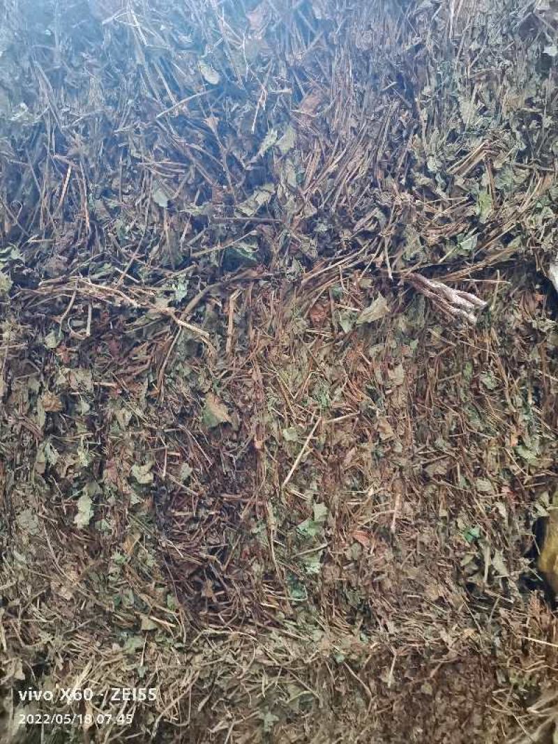鱼腥草