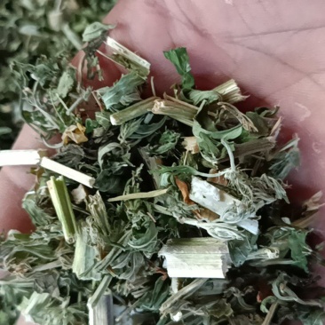 益母草