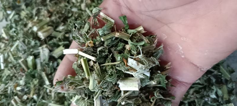 益母草