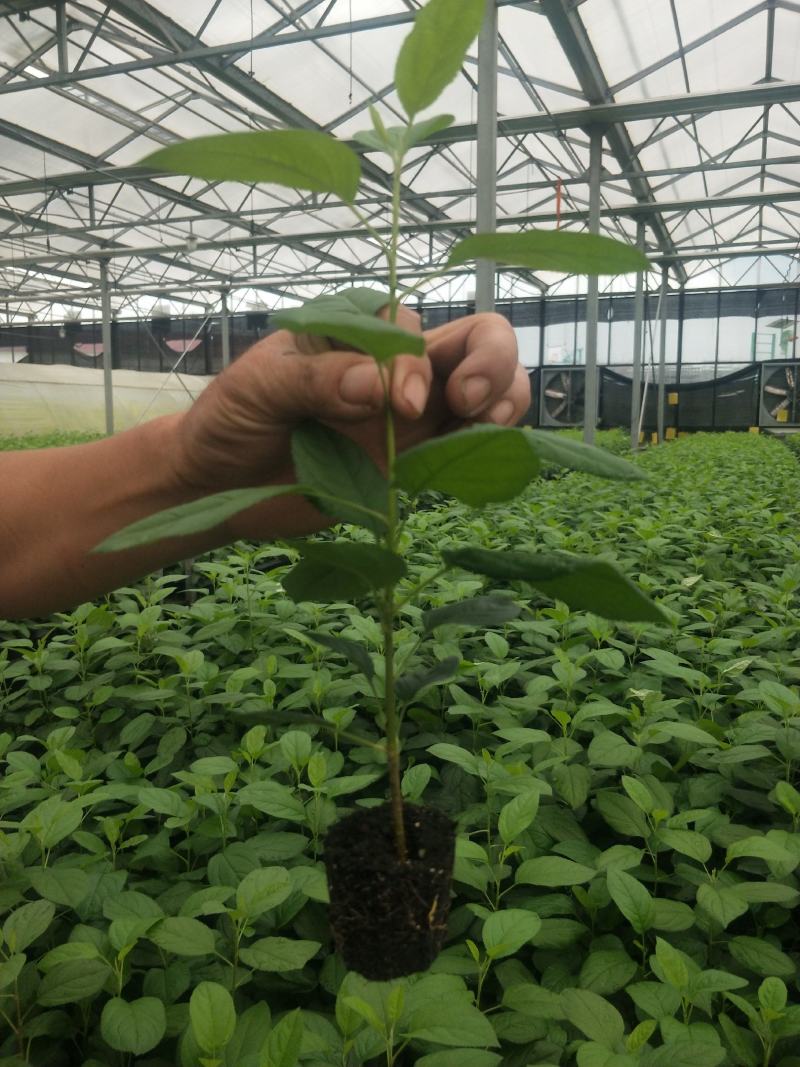 苹果矮化抗重茬自根砧木苗(cy_15)