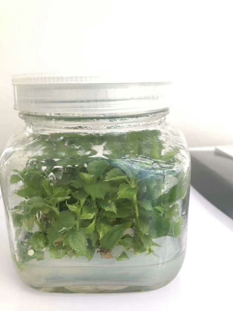 苹果矮化抗重茬自根砧木苗(cy_15)