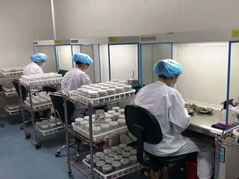 苹果矮化抗重茬自根砧木苗(cy_15)