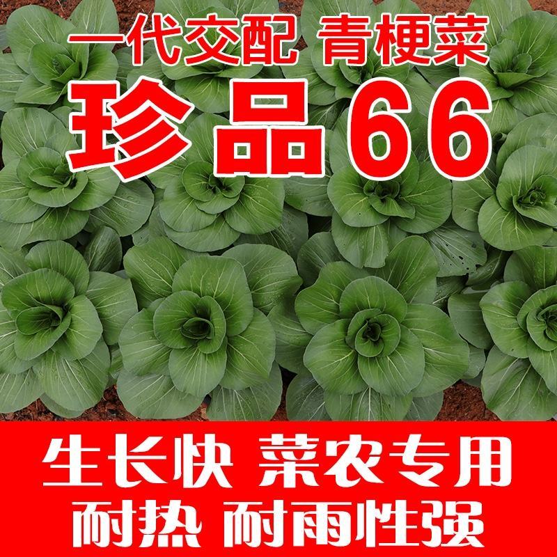 晓富珍品66好吃青梗菜种子基地，菜农专用