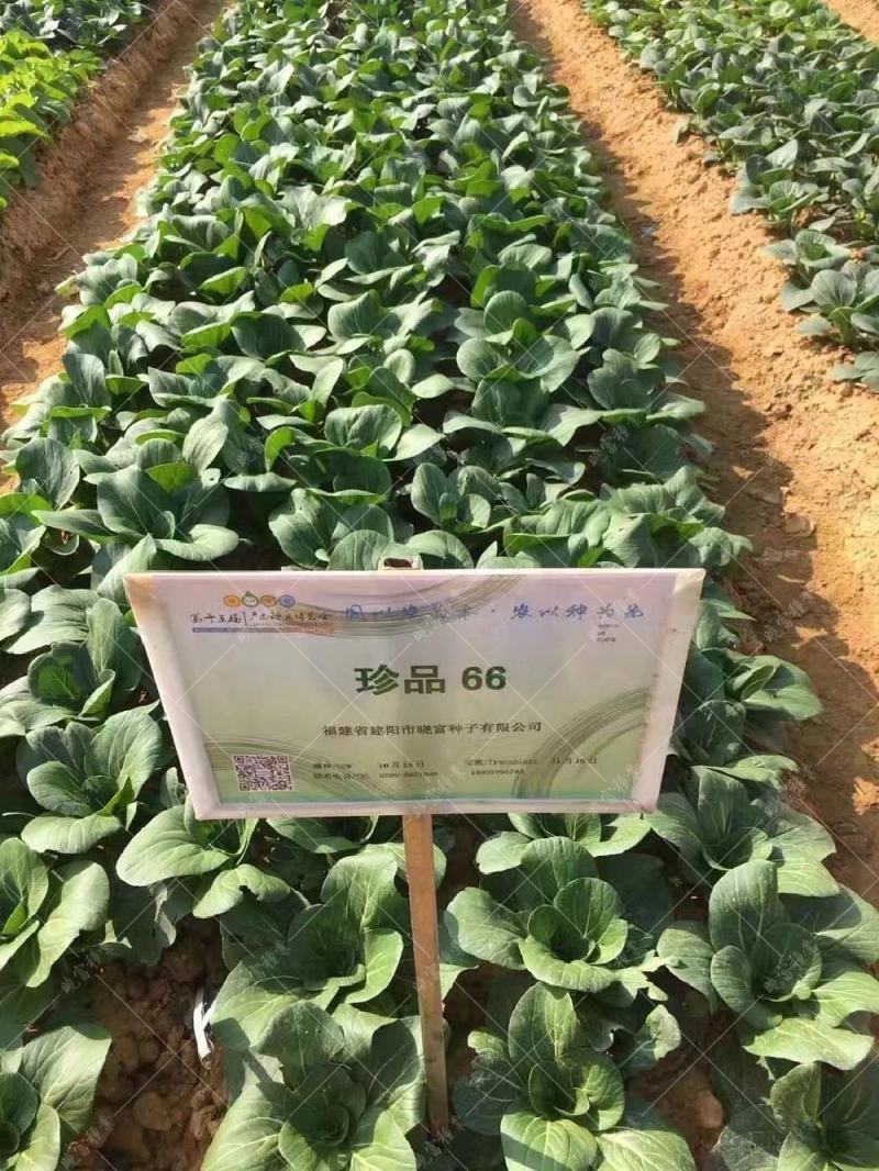 晓富珍品66好吃青梗菜种子基地，菜农专用