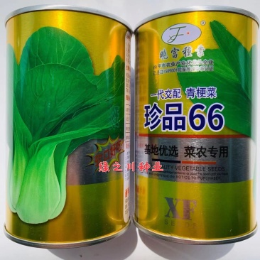 晓富珍品66好吃青梗菜种子基地,菜农专用