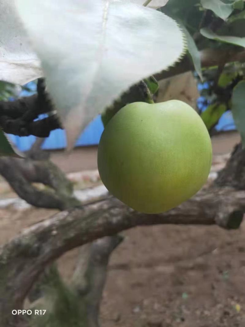 河北绿宝石梨皮薄多汁精品果发货坏单包赔