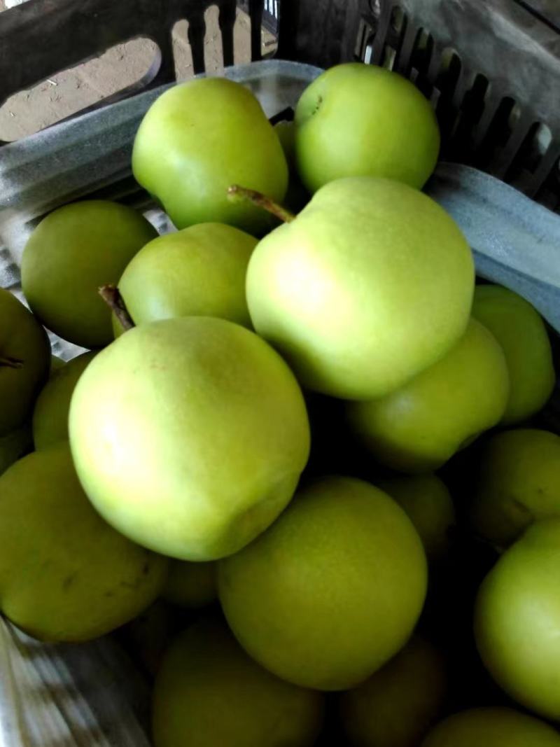 河北绿宝石梨皮薄多汁精品果发货坏单包赔