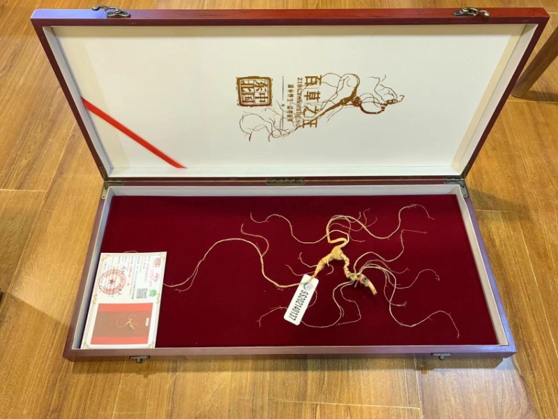 批发国检野山参一等【60cm】（国检/部检）各种规格