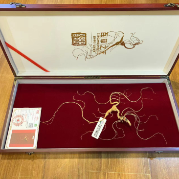 批发国检野山参一等【60cm】（国检/部检）各种规格