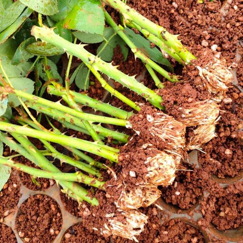 昆明基地食用玫瑰花苗平阴玫瑰滇红金边墨红大马士革小苗盆栽