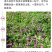 白三叶种子车轴草种子红三叶草籽多年生绿化绿肥草籽