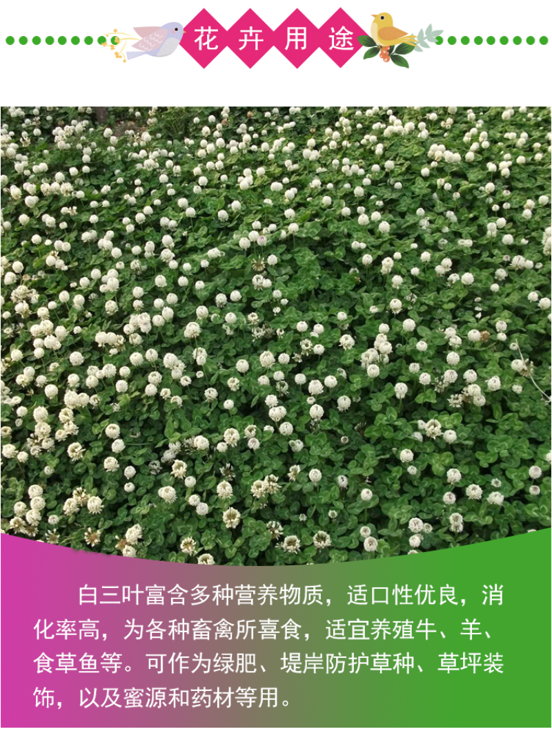 白三叶种子车轴草种子红三叶草籽多年生绿化绿肥草籽