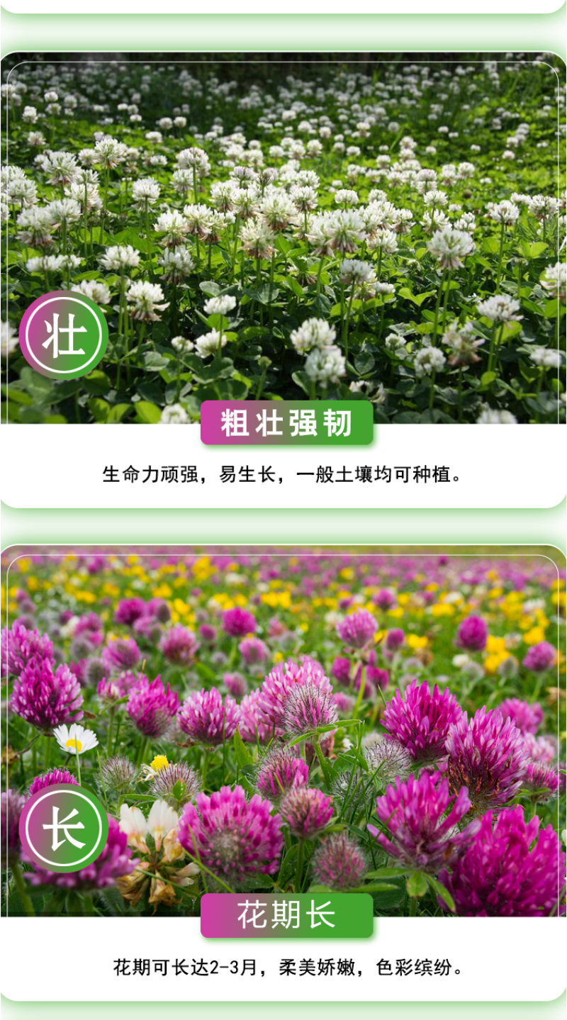 白三叶种子车轴草种子红三叶草籽多年生绿化绿肥草籽