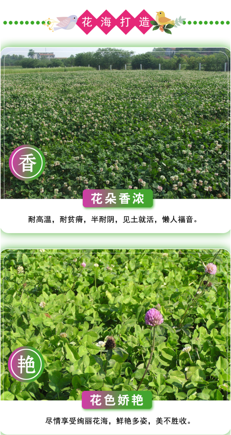 白三叶种子车轴草种子红三叶草籽多年生绿化绿肥草籽