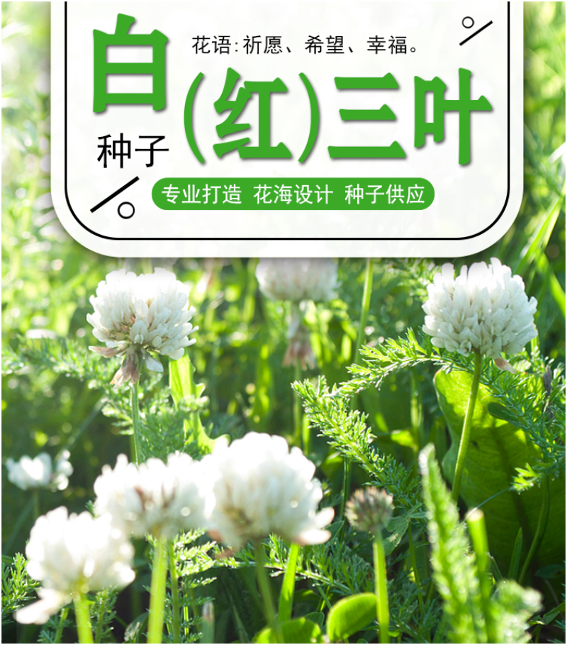白三叶种子车轴草种子红三叶草籽多年生绿化绿肥草籽