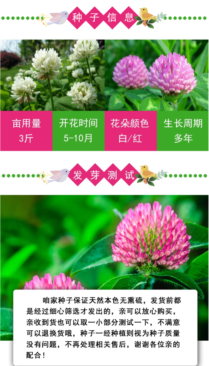 白三叶种子车轴草种子红三叶草籽多年生绿化绿肥草籽