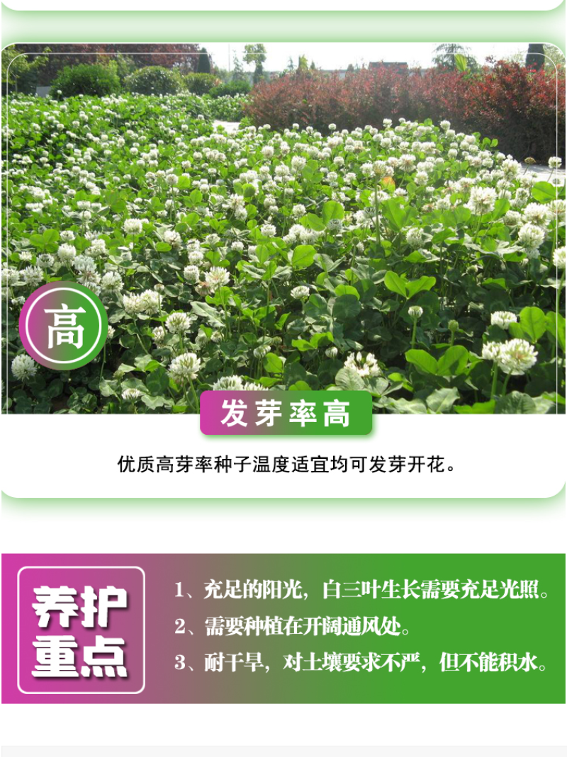 白三叶种子车轴草种子红三叶草籽多年生绿化绿肥草籽