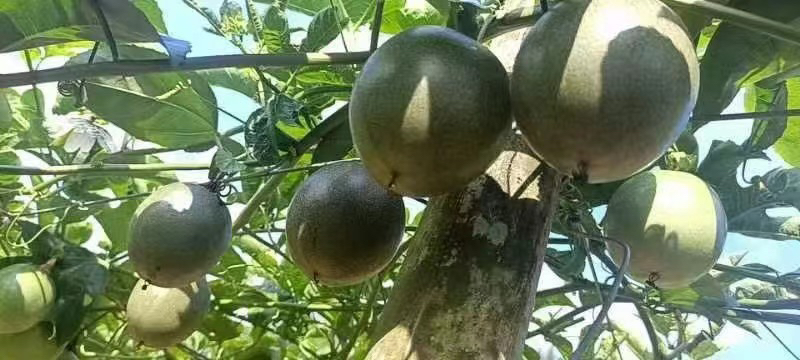 台农一号百香果标准化种植园航拍图