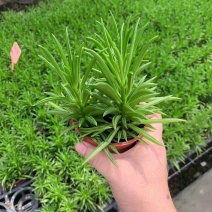 多肉植物柳叶椒草办公室内桌面防辐射耐阴绿植椒背含