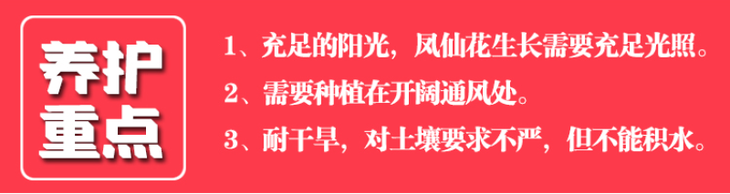 凤仙花种子指甲花种子多彩盆栽四季庭院种植重瓣多年生