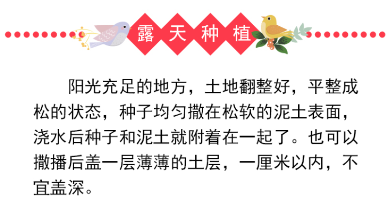 凤仙花种子指甲花种子多彩盆栽四季庭院种植重瓣多年生