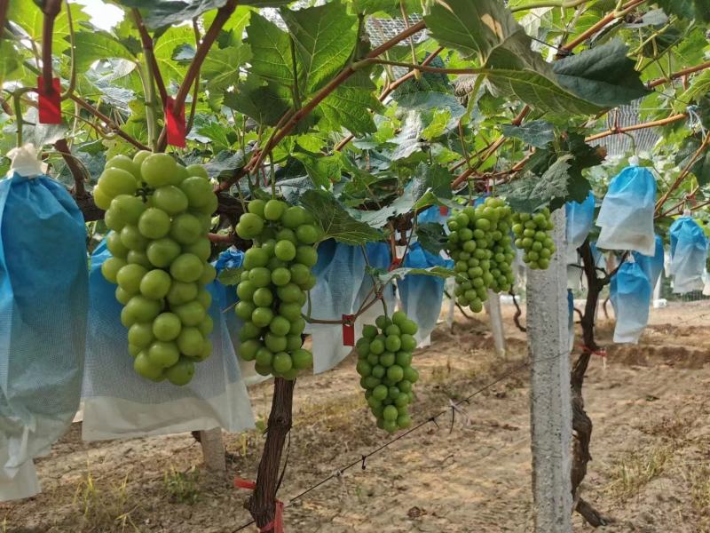 阳光玫瑰葡萄，夏黑葡萄，暖棚冷棚陆地大量现货