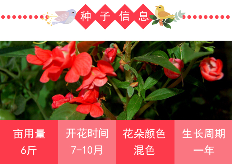 凤仙花种子指甲花种子多彩盆栽四季庭院种植重瓣多年生