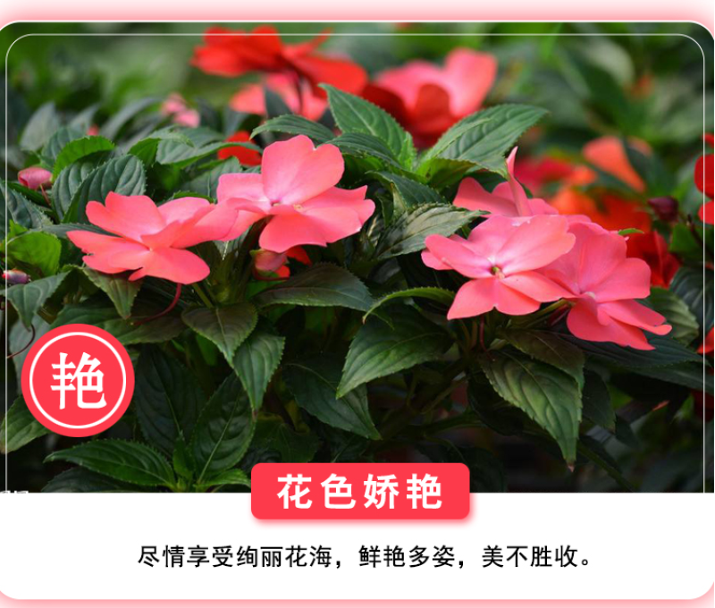 凤仙花种子指甲花种子多彩盆栽四季庭院种植重瓣多年生