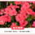 凤仙花种子指甲花种子多彩盆栽四季庭院种植重瓣多年生